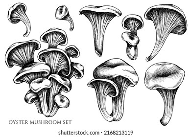 Vector set of hand drawn black and white oyster mushroom