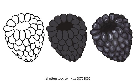 Vector set of hand drawn blackberries isolated on white background