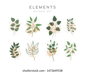 Vector set of hand drawn botanical elements 