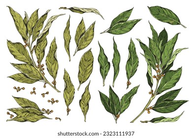 Vector set hand drawn branch of bay leaf, dry bay leave with corns, pepper. Vintage collection on white background. Herbs, spices, natural flavors concept great for packaging, textile, fabric svg