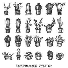 Vector set with hand drawn cactus on the white background