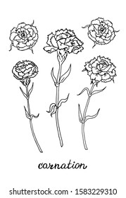 Vector set of hand drawn carnations. Design for cards, papers, covers, invitations, frames and fabric.