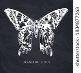 Vector set of hand drawn chalk madagascan sunset moth