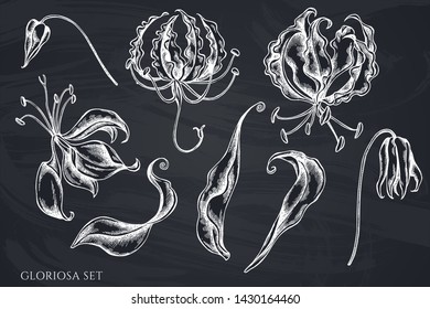 Vector set of hand drawn chalk gloriosa