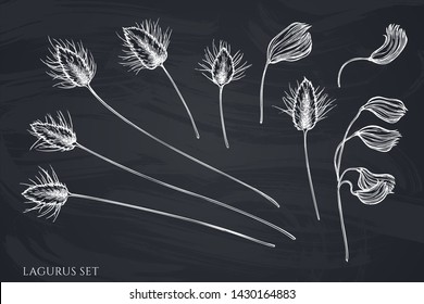 Vector set of hand drawn chalk lagurus