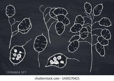 Vector set of hand drawn chalk lunaria
