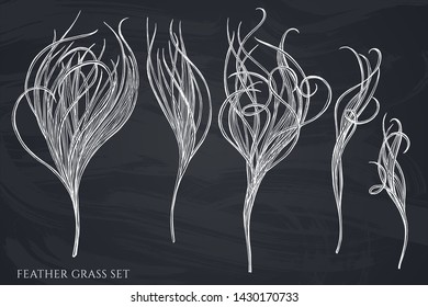 Vector set of hand drawn chalk feather grass