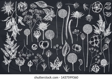 Vector set of hand drawn chalk astilbe, craspedia, blue eryngo, lagurus, cotton, gypsophila