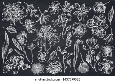 Vector set of hand drawn chalk japanese chrysanthemum, blackberry lily, eucalyptus flower, anemone, iris japonica, sakura