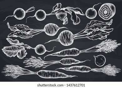 Vector set of hand drawn chalk radish, beet, carrot