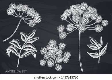 Vector set of hand drawn chalk angelica