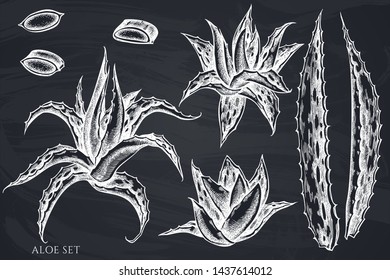 Vector set of hand drawn chalk aloe