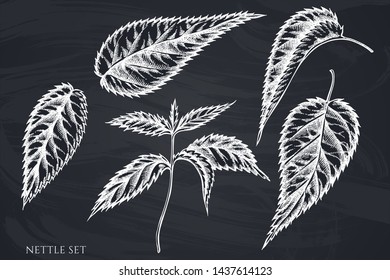 Vector set of hand drawn chalk nettle