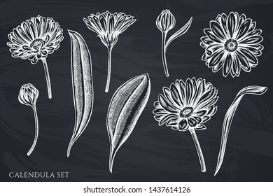 Vector set of hand drawn chalk calendula