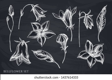 Vector set of hand drawn chalk bellflower