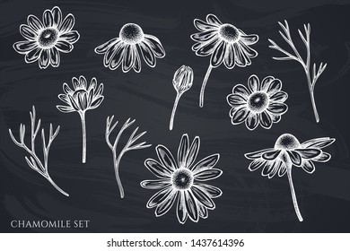 Vector set of hand drawn chalk chamomile