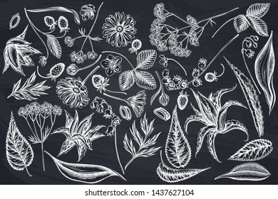 Vector set of hand drawn chalk aloe, calendula, lily of the valley, nettle, strawberry, valerian