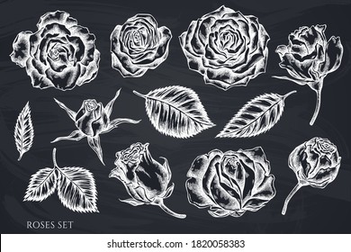 Vector set of hand drawn chalk roses