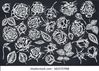 Vector set of hand drawn chalk roses