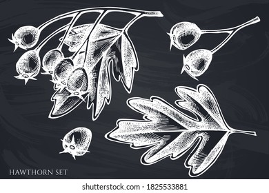 Vector set of hand drawn chalk hawthorn