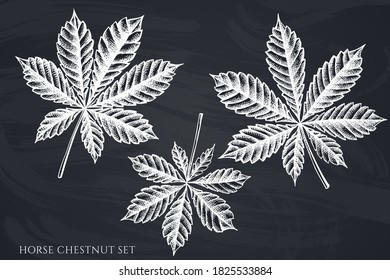 Vector set of hand drawn chalk horse chestnut