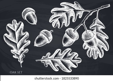 Vector set of hand drawn chalk oak