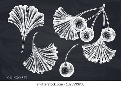 Vector set of hand drawn chalk ginkgo