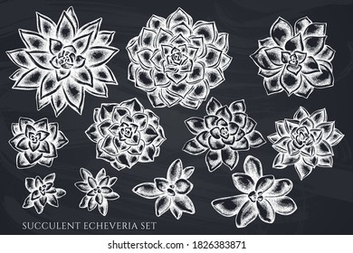 Vector set of hand drawn chalk succulent echeveria