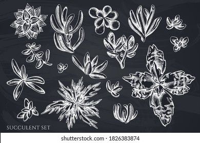 Vector set of hand drawn chalk succulent