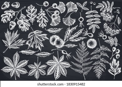 Vector set of hand drawn chalk fern, dog rose, rowan, ginkgo, maple, oak, horse chestnut, chestnut, hawthorn