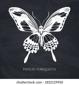 Vector set of hand drawn chalk papilio torquatus
