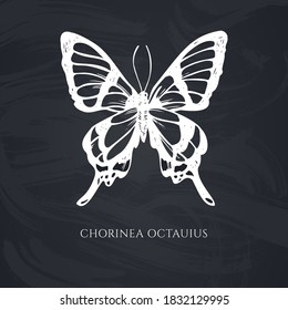 Conjunto vectorial de tiza dibujada a mano octauius swordtail