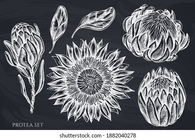 Vector set of hand drawn chalk protea