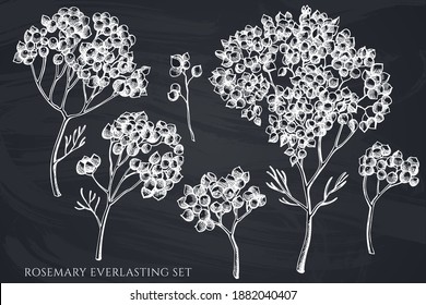 Vector set of hand drawn chalk rosemary everlasting