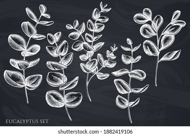 Vektor-Set handgezeichnet Kreide eucalyptus