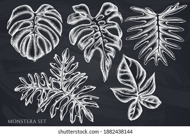 Conjunto vectorial de tiza dibujada a mano monstera