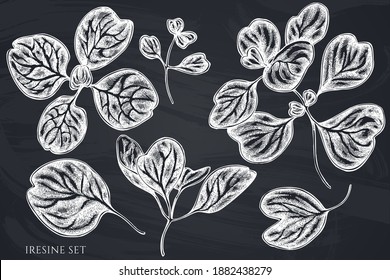 Vector set of hand drawn chalk iresine