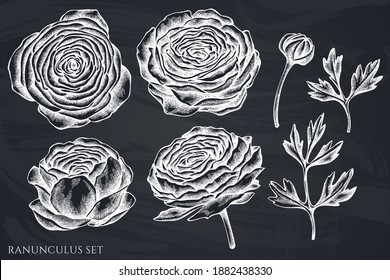 Vector set of hand drawn chalk ranunculus