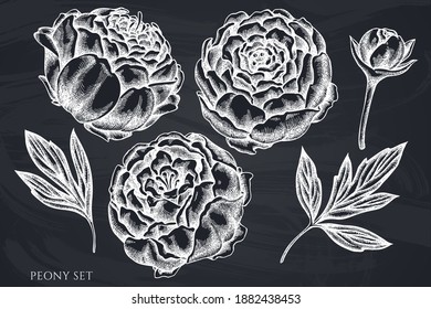 Vector set of hand drawn chalk peony