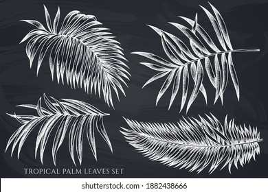 Vector set of hand drawn chalk tropical palm leaves