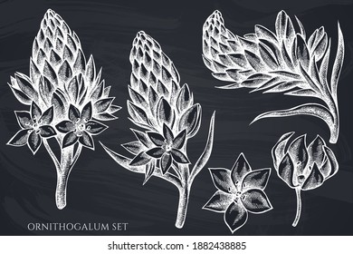 Vector set of hand drawn chalk ornithogalum