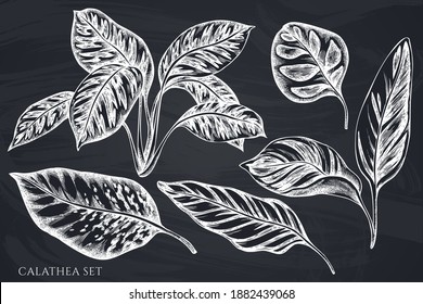 Vector set of hand drawn chalk calathea