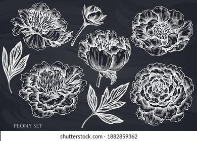 Vector set of hand drawn chalk peony