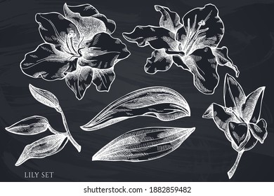 Vector set of hand drawn chalk lily
