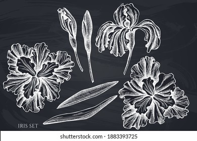Vector set of hand drawn chalk iris