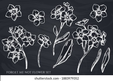 Vector set of hand drawn chalk forget me not flower