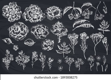 Vector set of hand drawn chalk wax flower, forget me not flower, tansy, ardisia, brassica, decorative cabbage