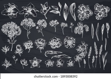 Vector set of hand drawn chalk anemone, lavender, rosemary everlasting, phalaenopsis, lily, iris