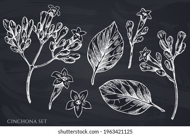 Vector set of hand drawn chalk cinchona
