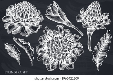 Vector set of hand drawn chalk etlingera